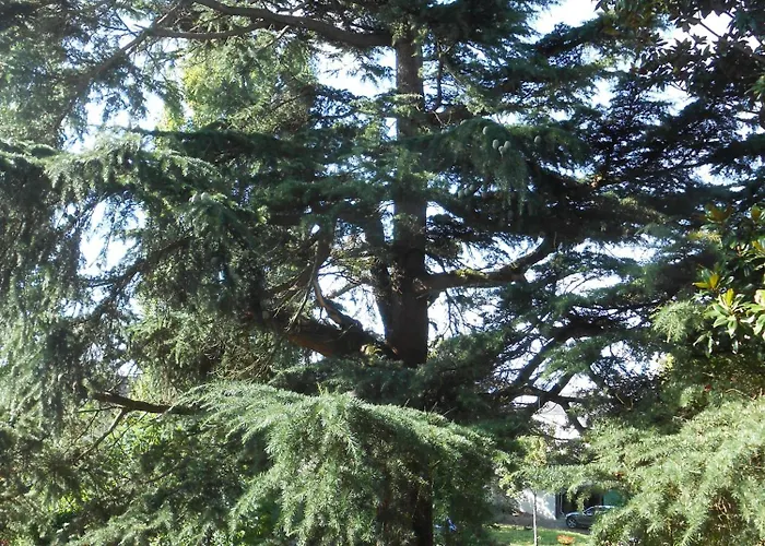 Bed & Breakfast Clos Du Bois Brard Saumur